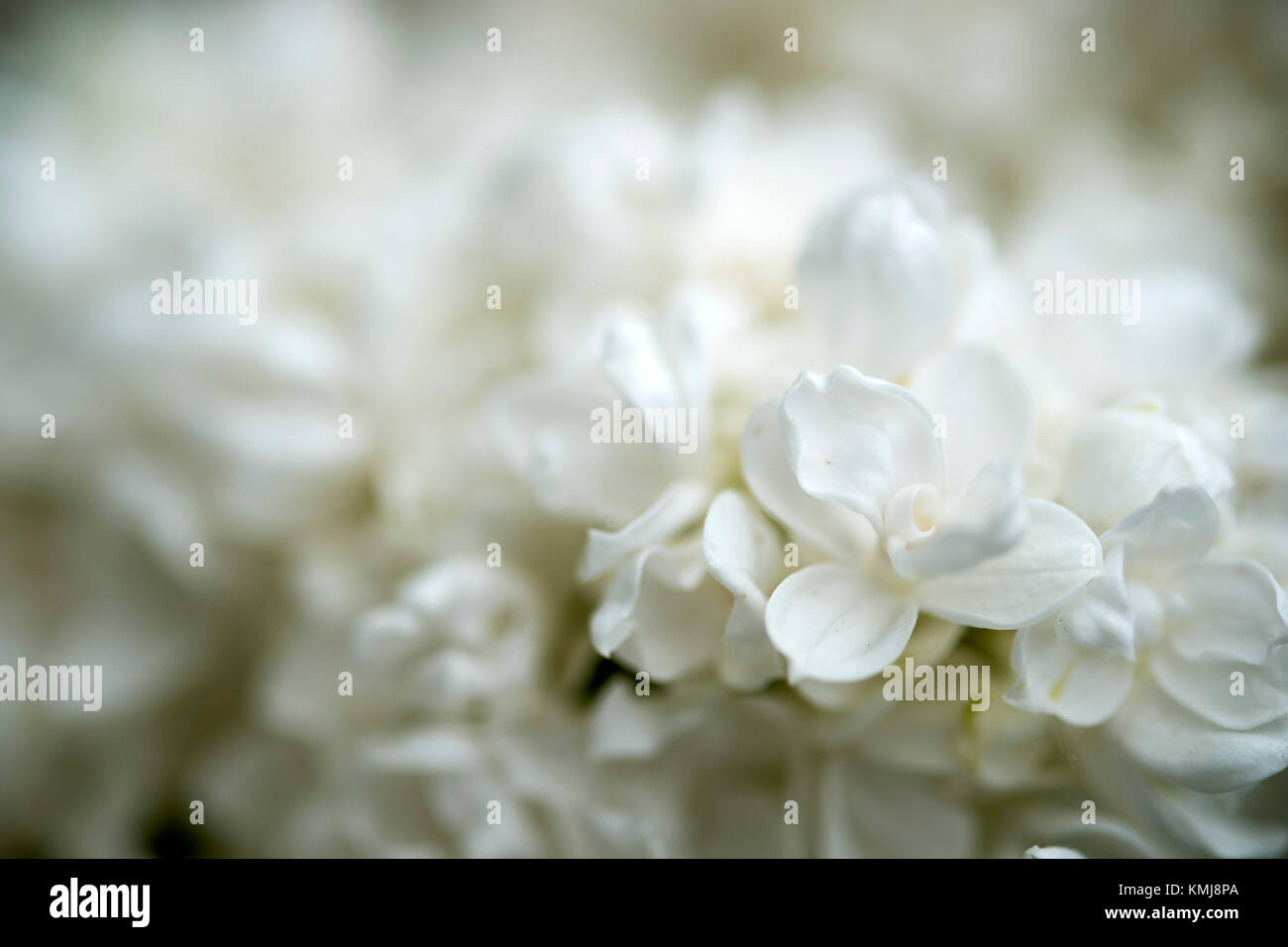 Elder Bush mit weißen Blüten im Sommer Stockfoto