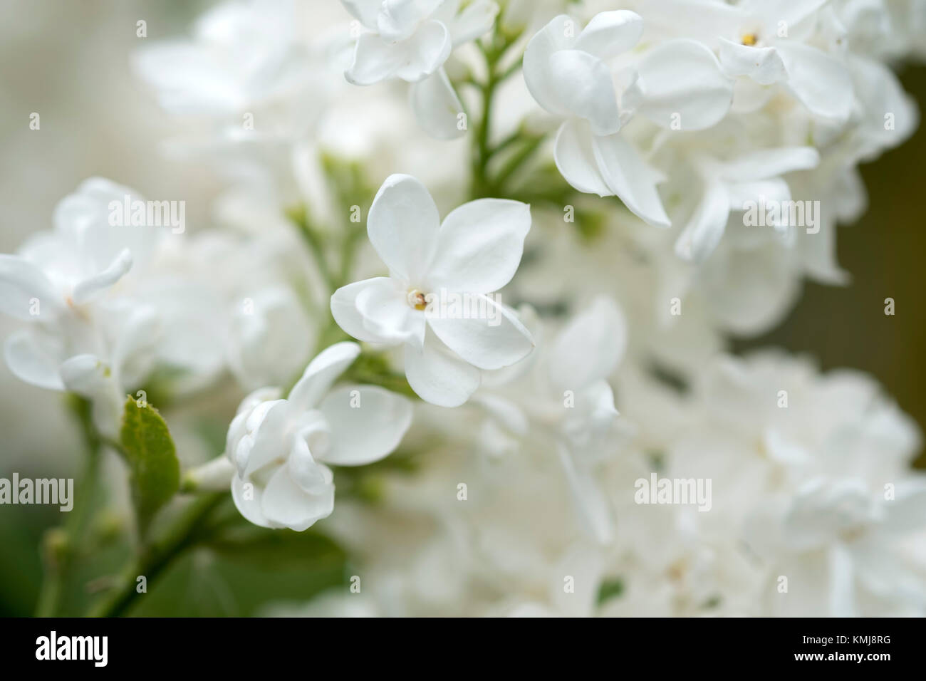 Elder Bush mit weißen Blüten im Sommer Stockfoto