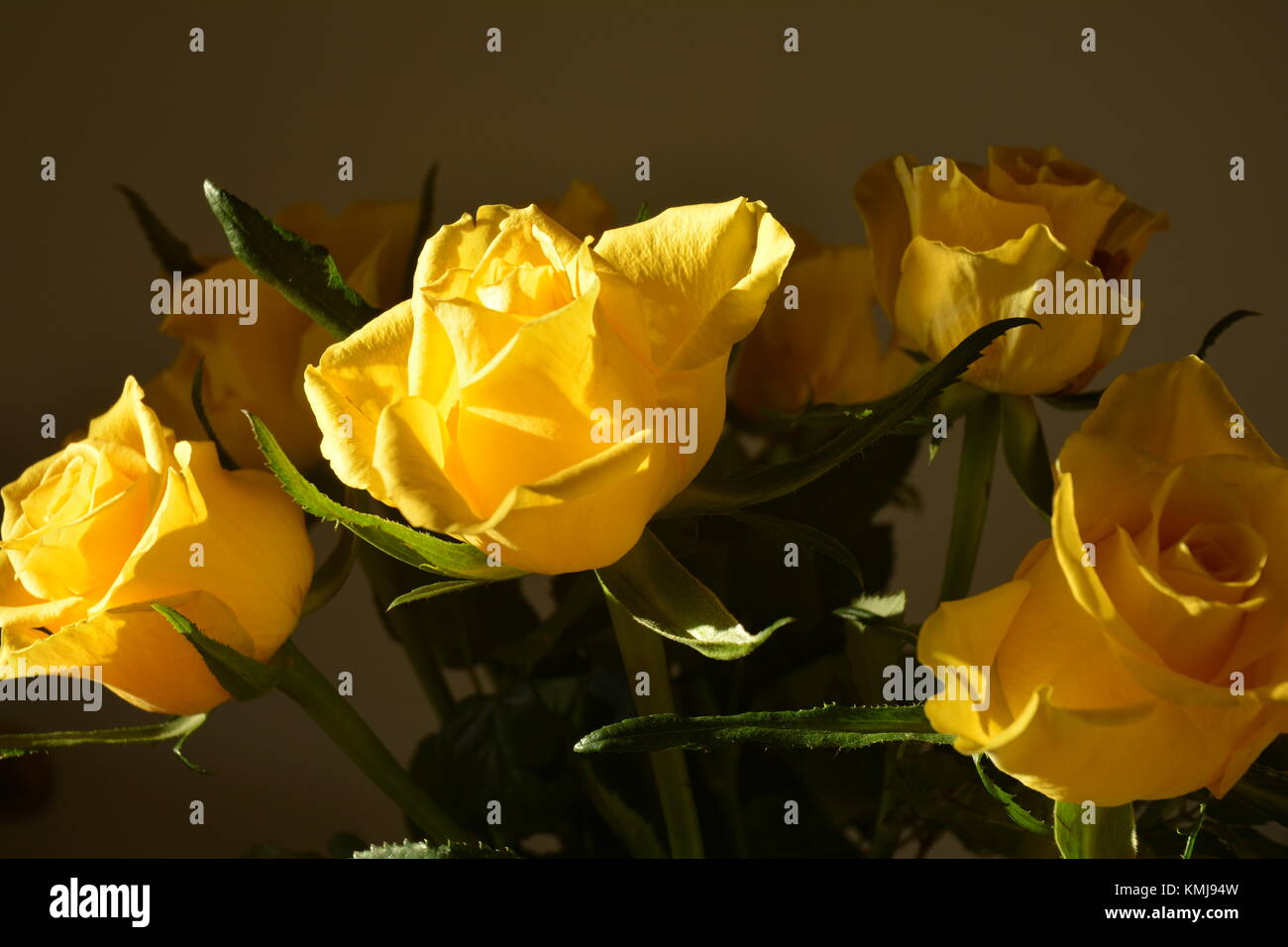 Strauß gelber Rosen auf dunklem Hintergrund Stockfoto