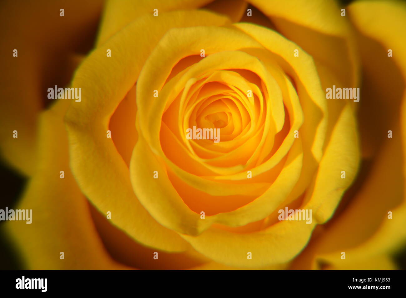 Einzelne gelbe Rose auf dunklem Hintergrund Stockfoto