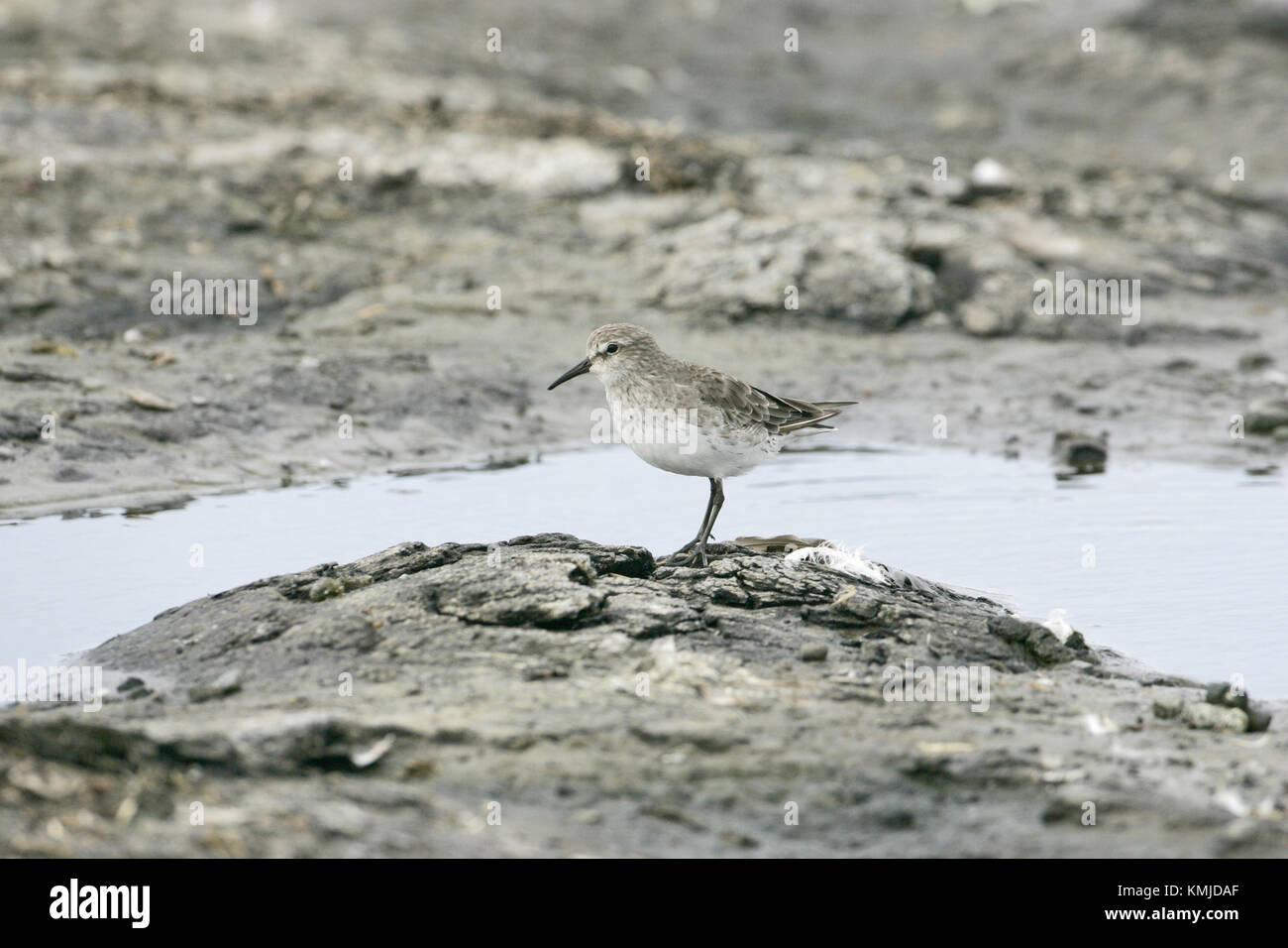 White-rumped sandpiper Calidris fuscicollis Falkland Inseln Stockfoto