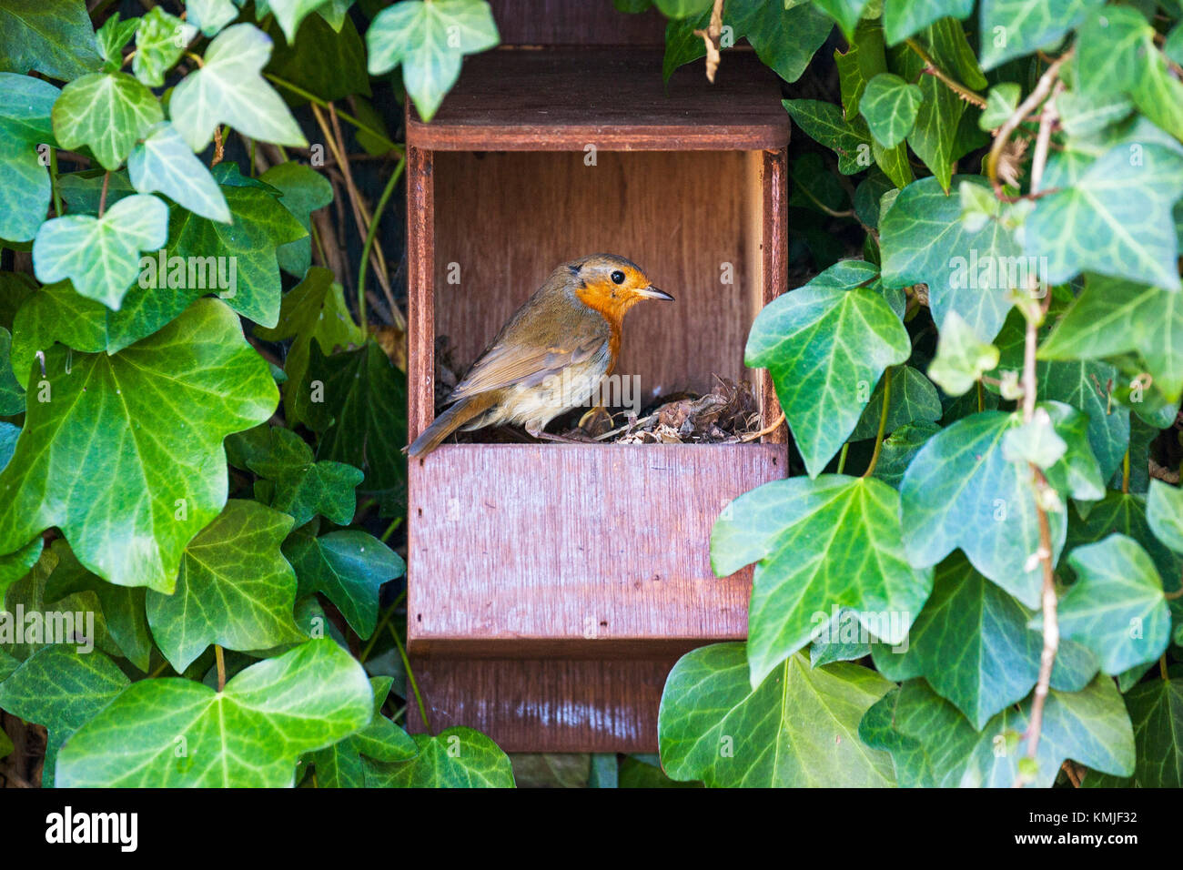 Europäische robin Erithacus rubecula im Nest mit Nahrung für die Jungen im Nistkasten in einem Garten Ringwood Hampshire England Großbritannien Stockfoto