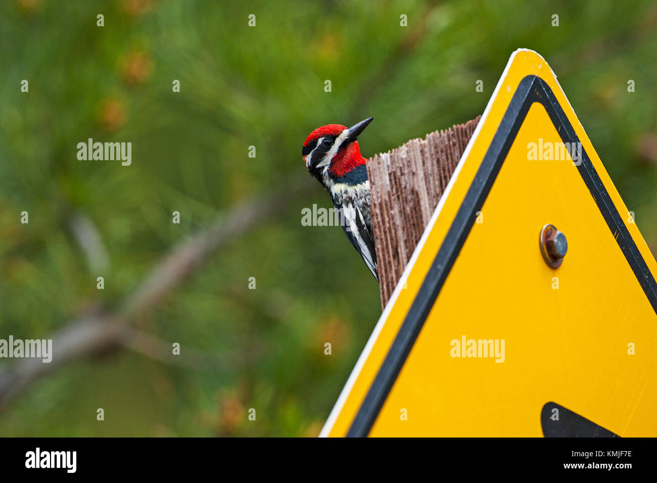 Rot-naped sapsucker Sphyrapicus nuchalis am Straßenrand Custer Rock Creek Campground Montana USA Juni 2015 Stockfoto