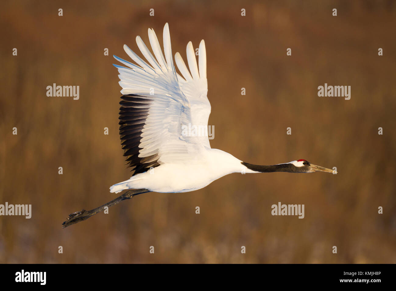 Japanischen roten Kopf Tancho Krane in Hokkaido, Japan Stockfoto