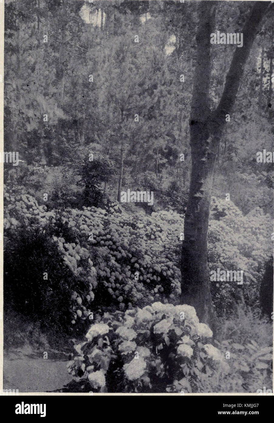 Die Wildblaue Hortensie, dargestellt in einer botanischen Illustration aus dem Jahr 1909, zeigt die charakteristischen blauen Blüten der Pflanze. Diese Blume ist bekannt für ihre lebendige Farbe und ihre Rolle in der Landschaftsgestaltung und im Gartenbau. Stockfoto