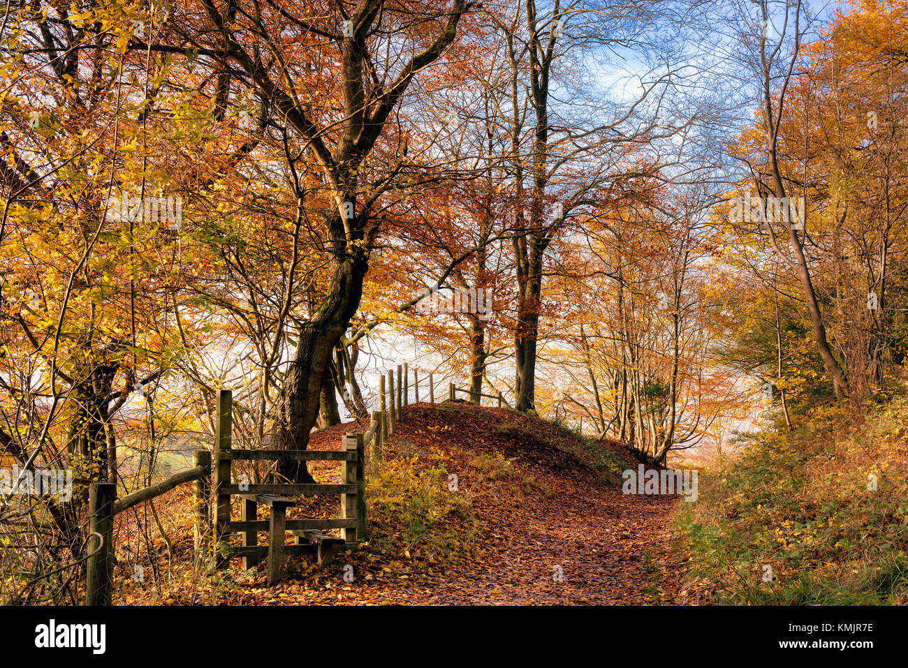 Herbst an der Kanzel Holz, chilterns aonb, Buckinghamshire, England, Großbritannien Stockfoto