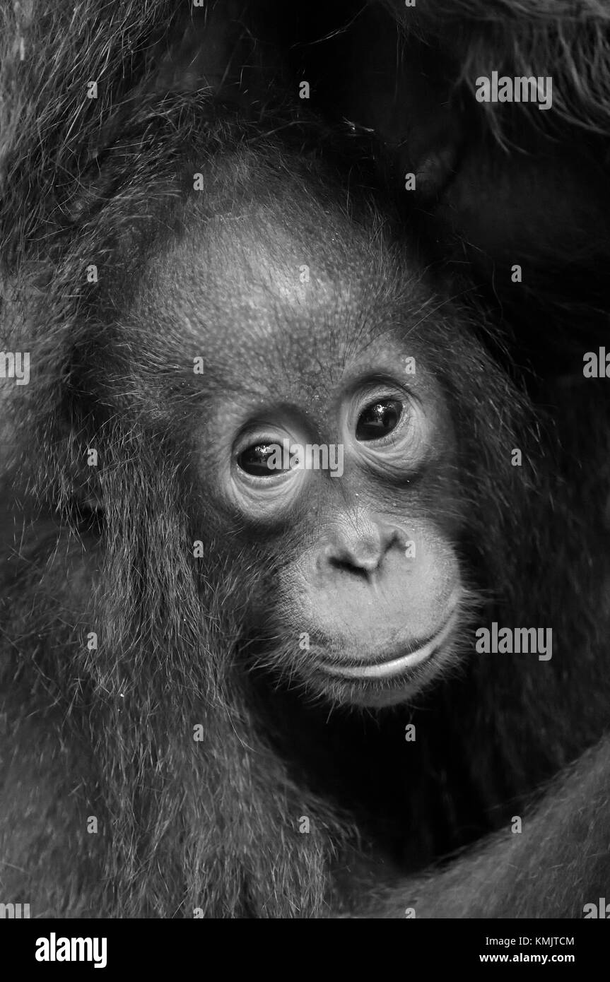 Die Nahaufnahme Portrait von cub f Der Orang-utan auf dem dunklen Hintergrund. schwarz-weiß Foto. Regenwald von Borneo, Indonesien. Stockfoto