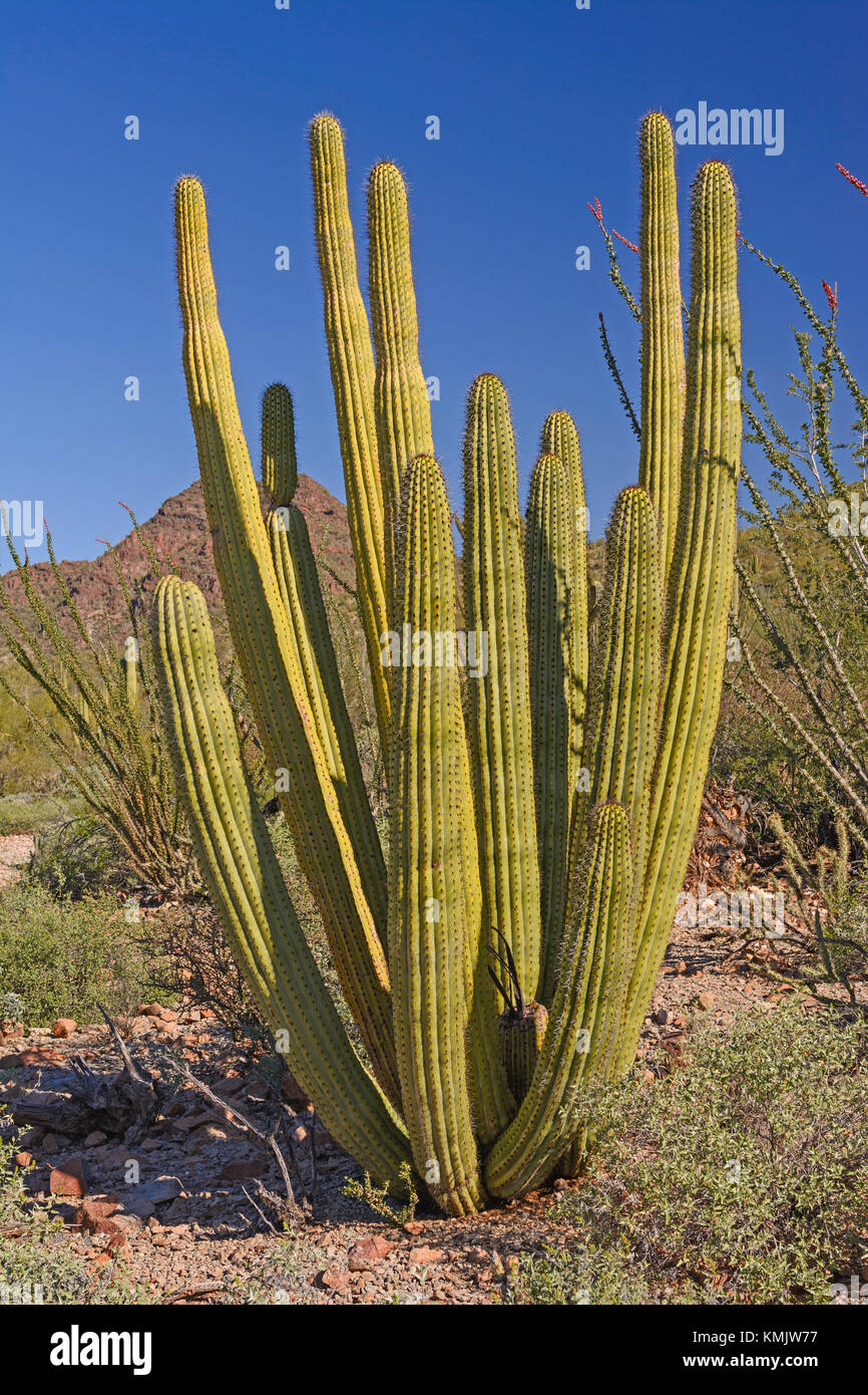 Organ Pipe Cactus in der Wüste der südlichen Arizona im Organ Pipe Cactus national monument Stockfoto