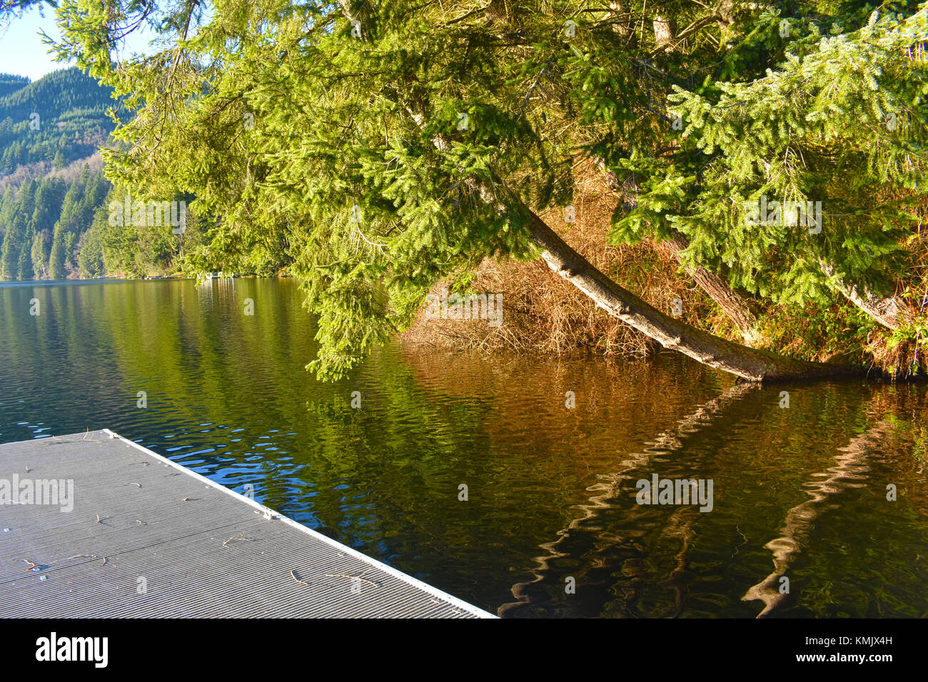 Lake Samish mit einem Teil der Dock, ein schöner Baum und Reflexion und entfernten Wald. Einige Zweige haben sich auf das Dock von den Bäumen gefallen. Stockfoto