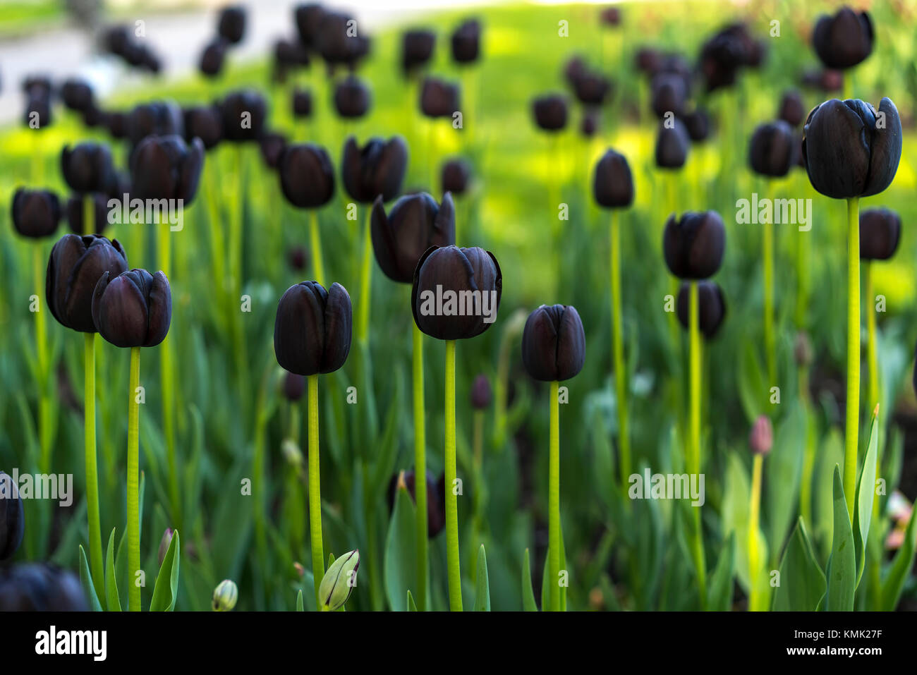 Tulpen Blumenfeld Stockfoto