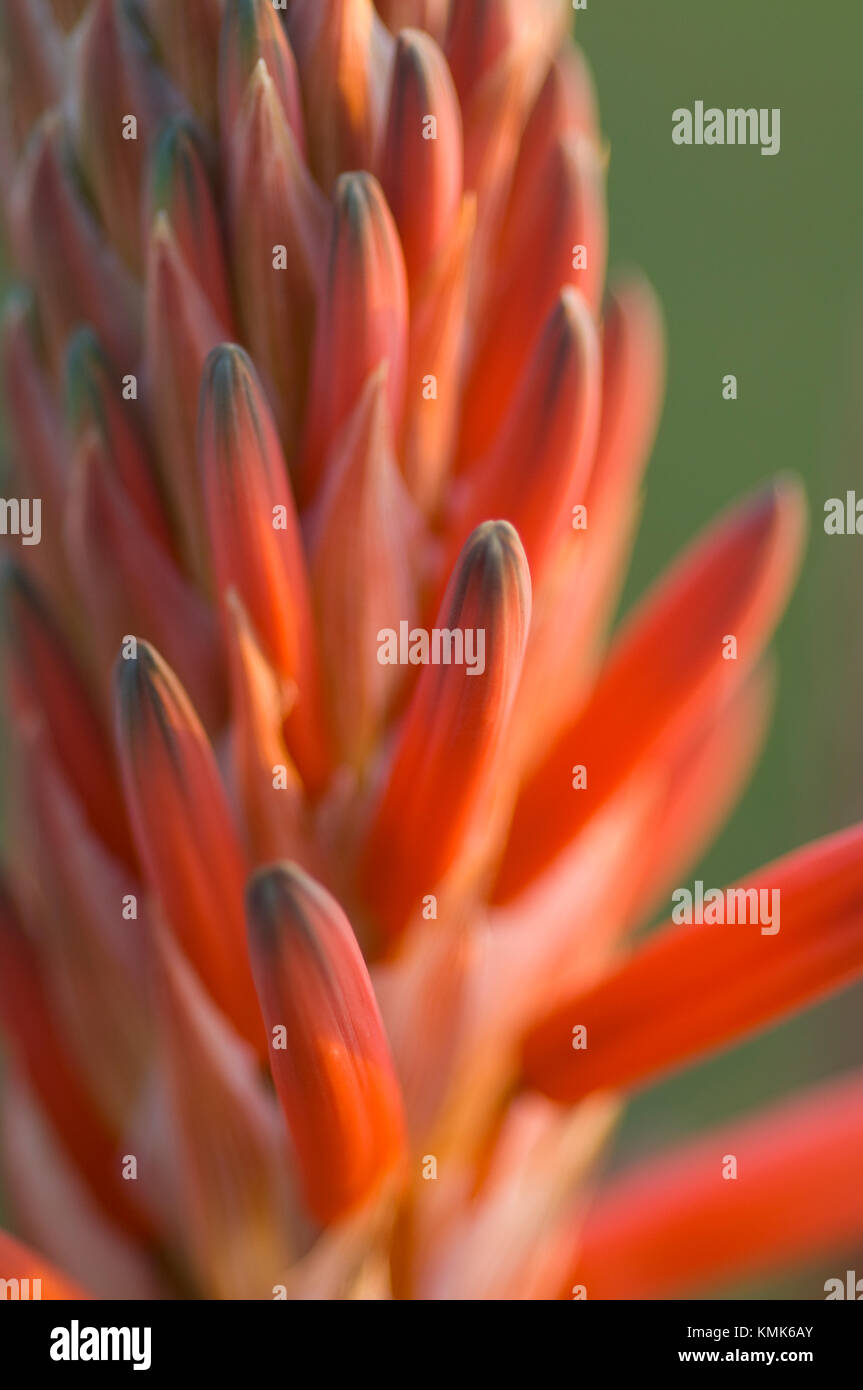 In der Nähe von Blumen auf Aloe Sukkulenten. Stockfoto
