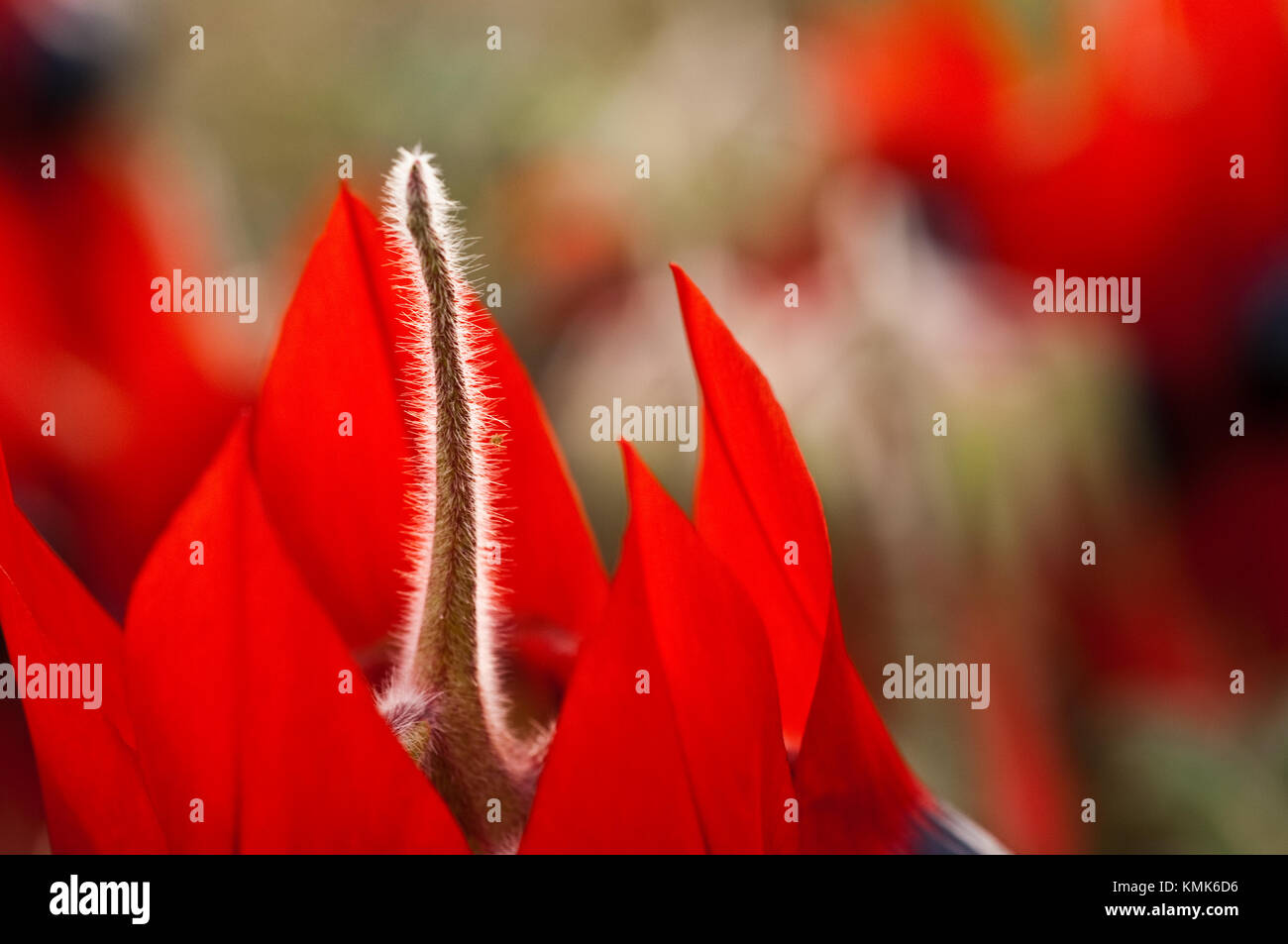 Sturt's Desert Pea Blumen, ein Eingeborener von allen Festland Australische Staaten mit Ausnahme von Victoria. Floral Emblem von South Australia und der northe Stockfoto