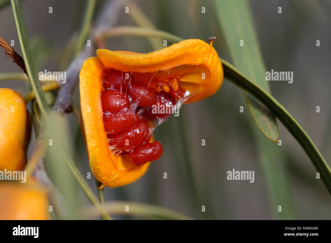 Pittosporum angustifolium Baum, wissen auch durch den gemeinsamen Namen, Weinen Pittosporum, Butterbush, Rinder Bush, Native Aprikose, Gumbi Gumbi, Cumby Cumby, Mee Stockfoto