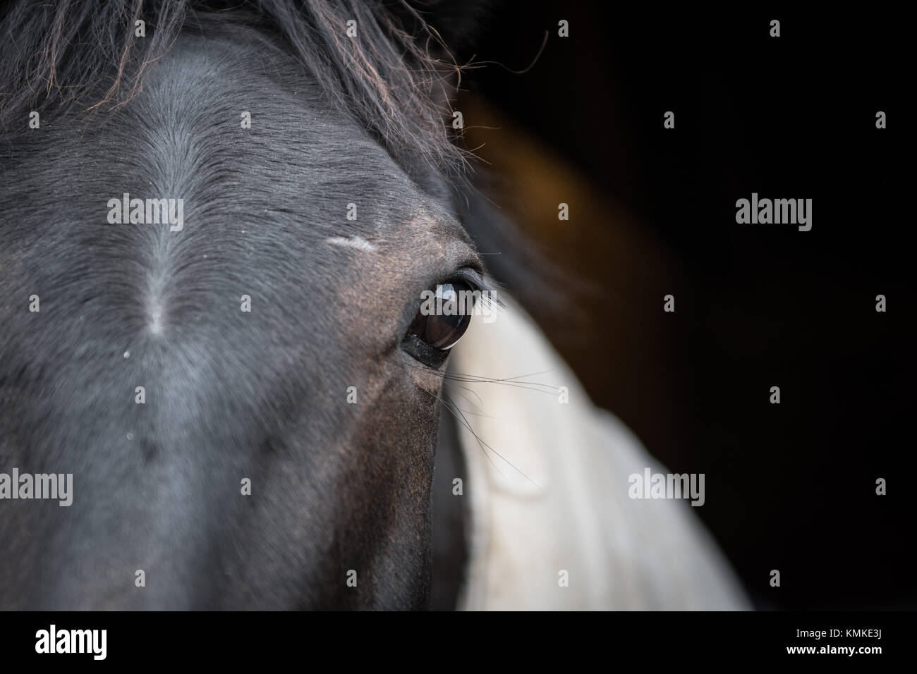 Pferdeauge Stockfoto