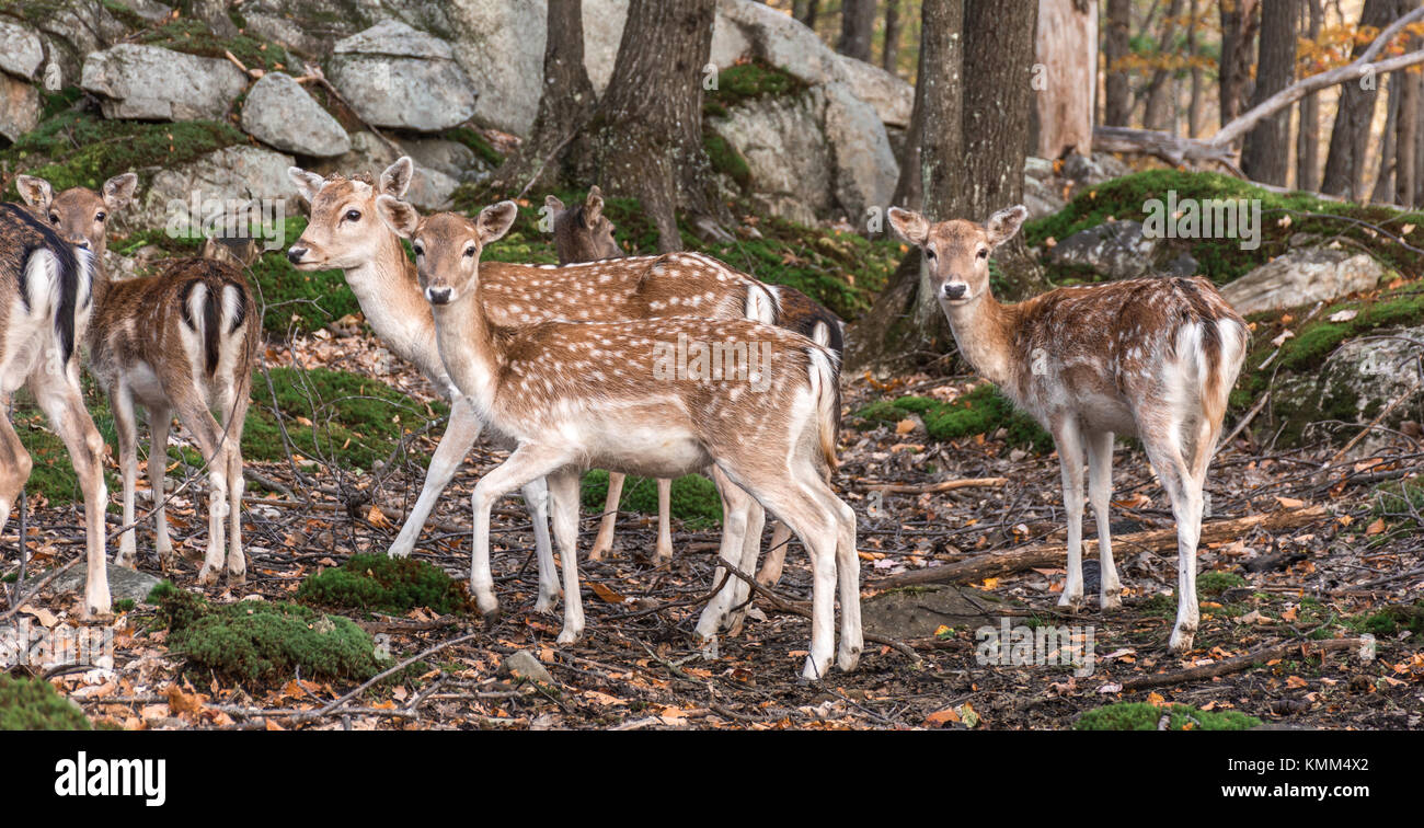 Gruppe junger Hirsch im Herbst in einer Märchenlandschaft Stockfoto