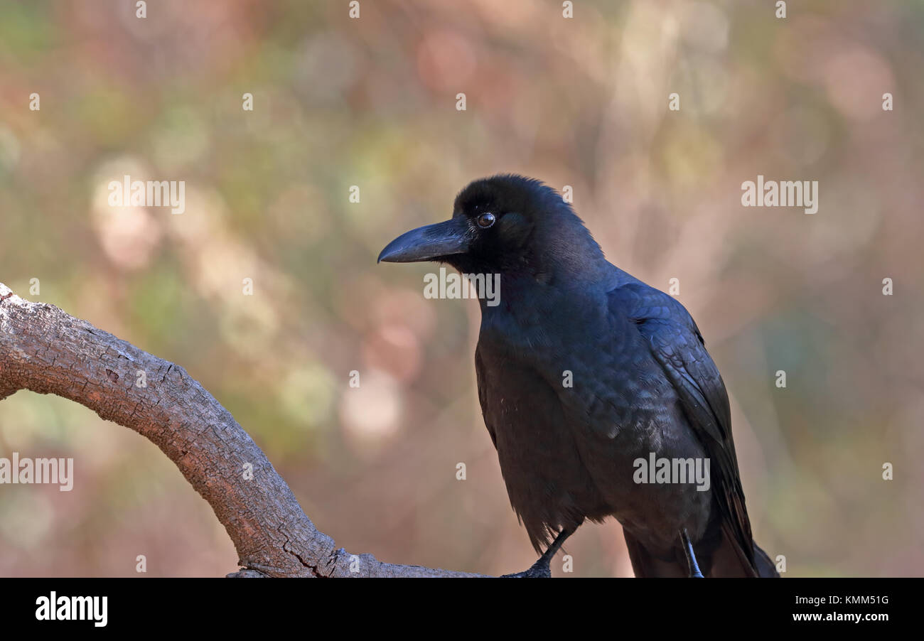 Profil von einem indischen Dschungel Krähen (Corvus (macrorhynchos) culminatus) gegen einen schönen unscharfen Hintergrund Stockfoto