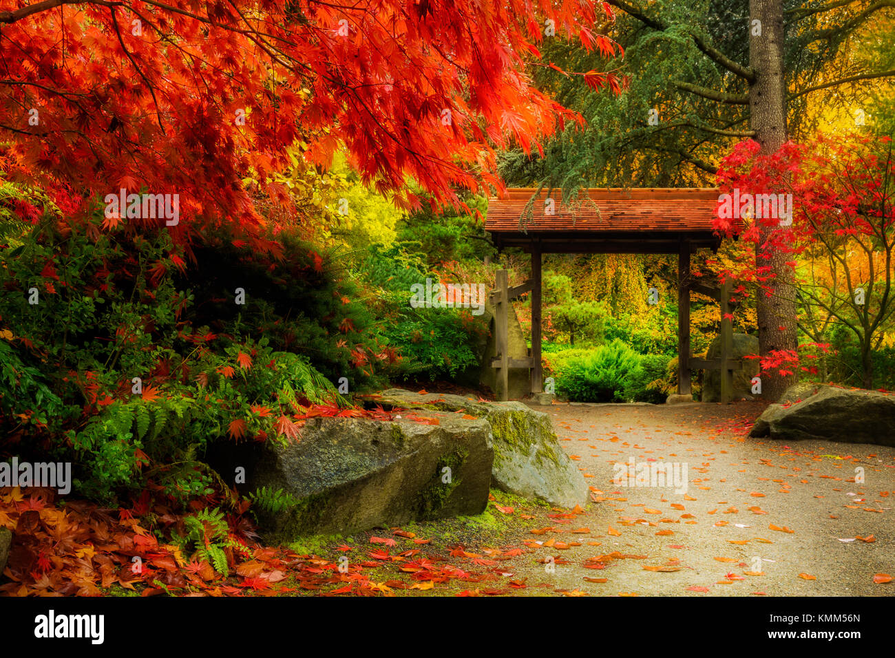 Holz- japanisches Tor und üppiger Herbst Laub in Kubota Garten, Seattle Stockfoto
