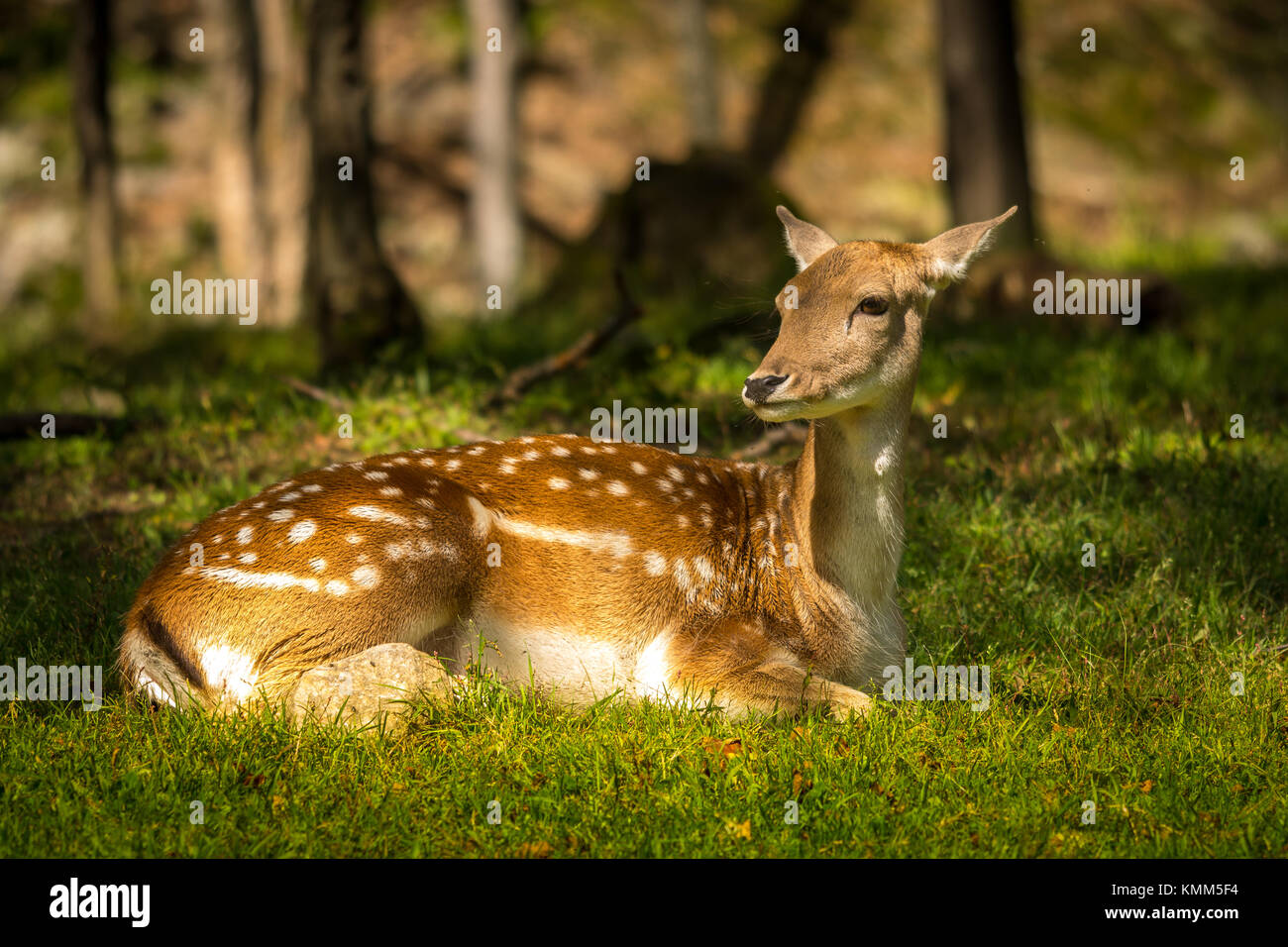 Hirsch genießen Sie einen Sommertag Stockfoto