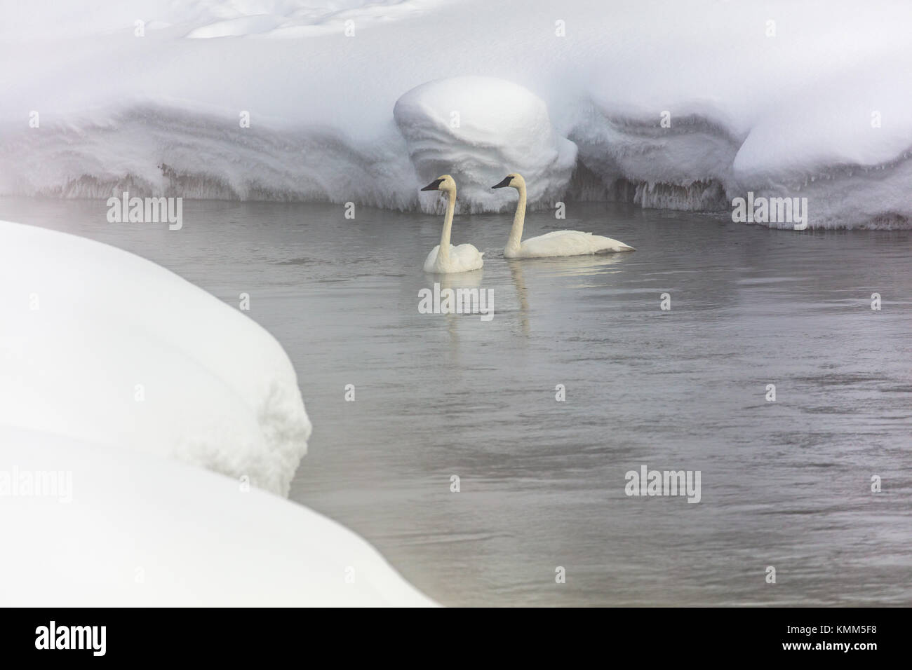 Ein paar Trompeter Schwan Schwimmen entlang der Gibbon River an der Yellowstone National Park im Winter Januar 13, 2017 in der Nähe von Canyon Village, Wyoming. (Foto von Jacob w. Frank über planetpix) Stockfoto