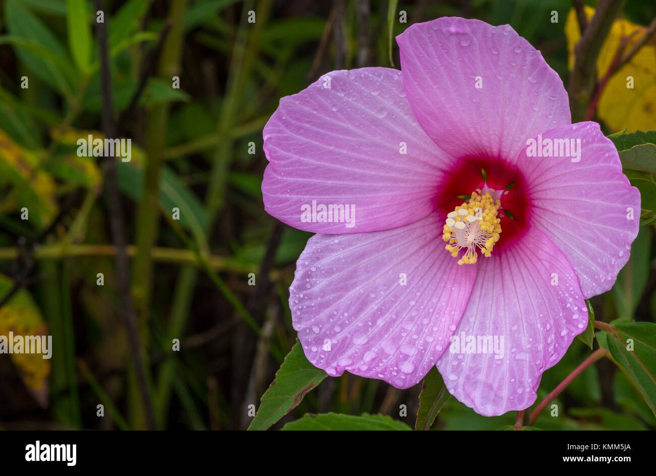 Swamp Rose Mallow in einem Sumpf. Stockfoto