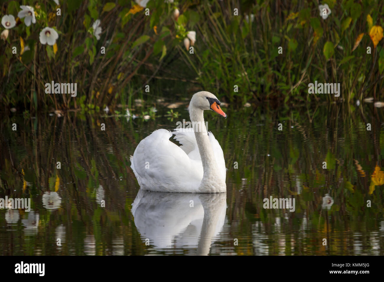 Swan entspannende am Teich Stockfoto