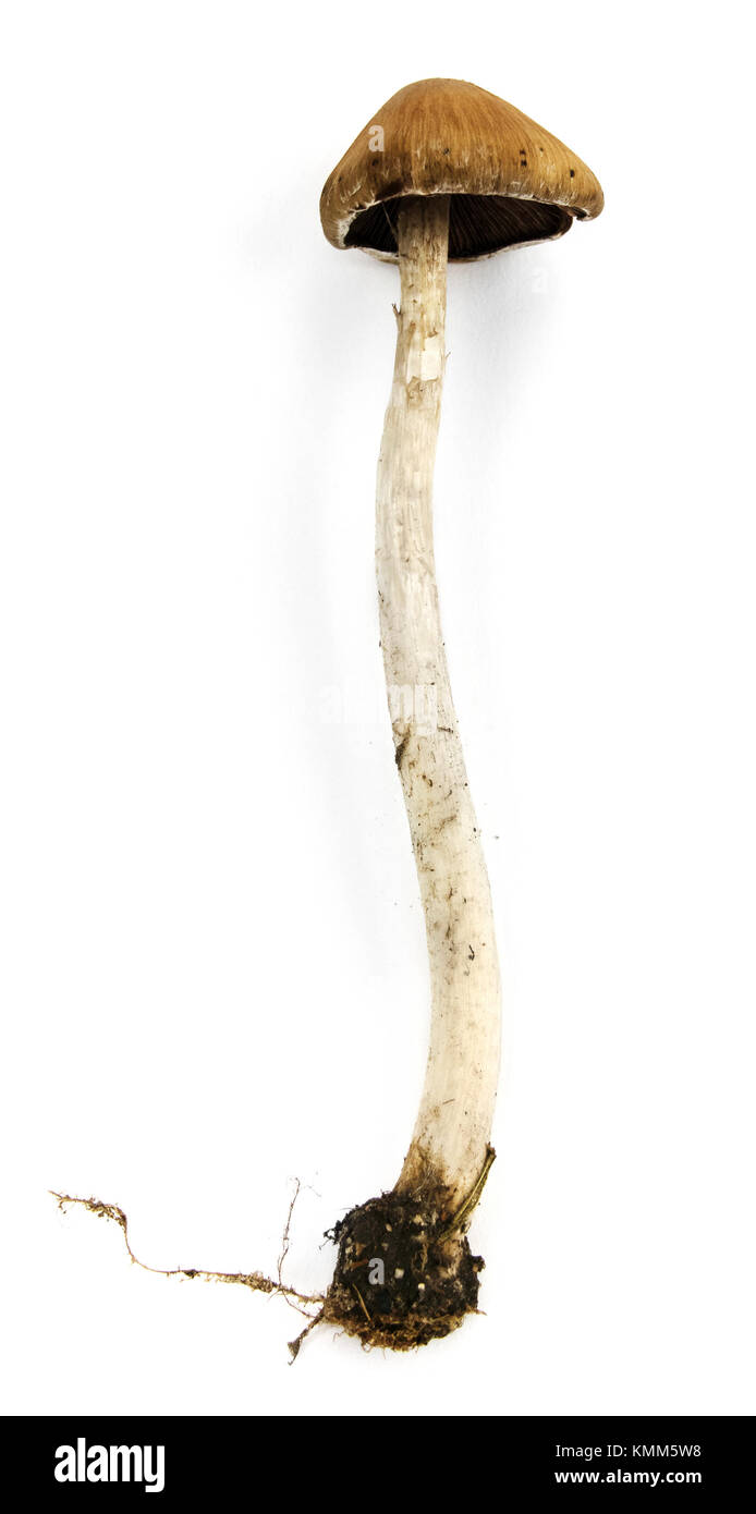 Isolierte Pilz mit Stammzellen auf einem weißen Hintergrund. Stockfoto