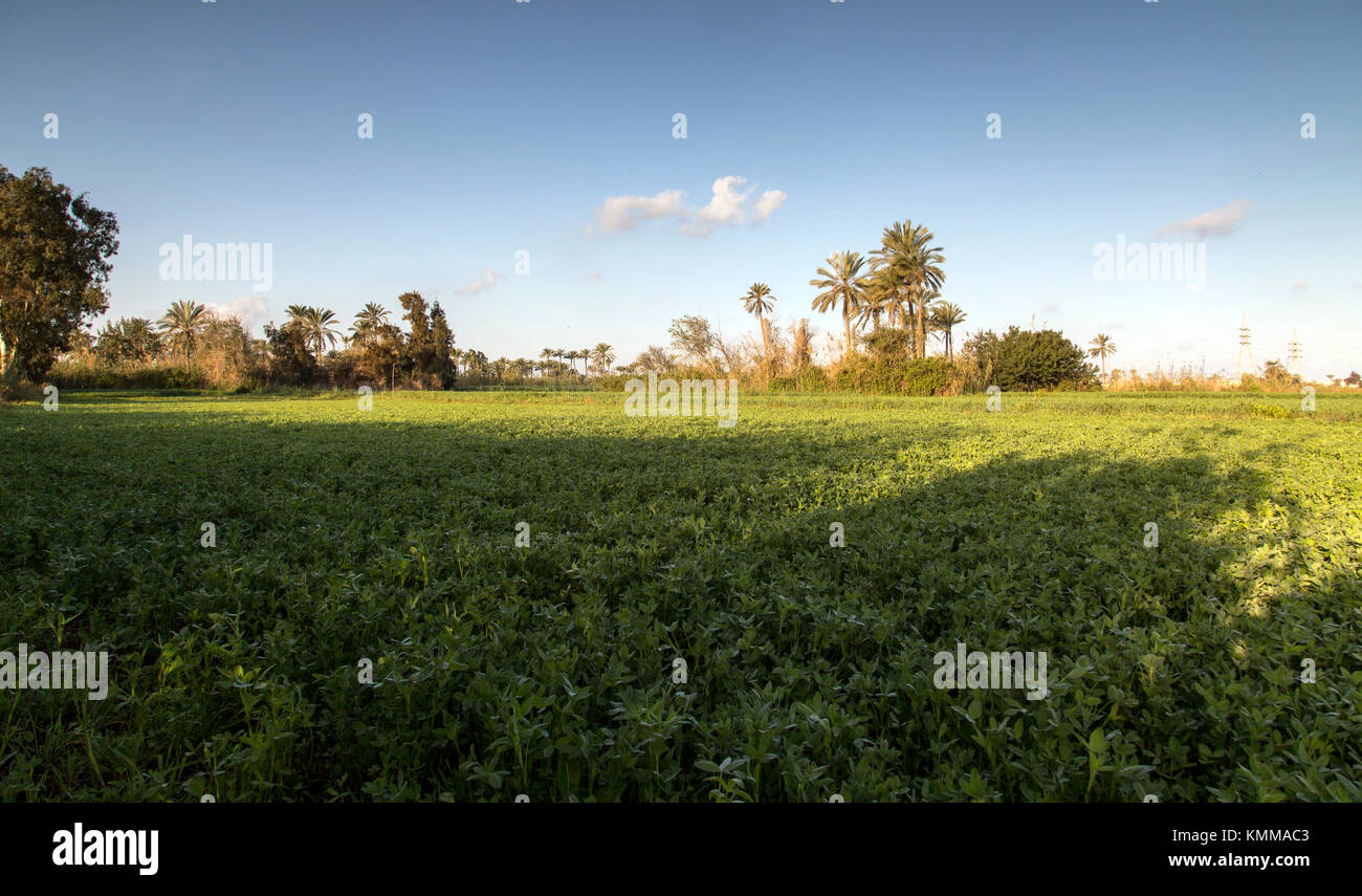 Natur, Palmen, Gras und Sky in Ägypten. Stockfoto