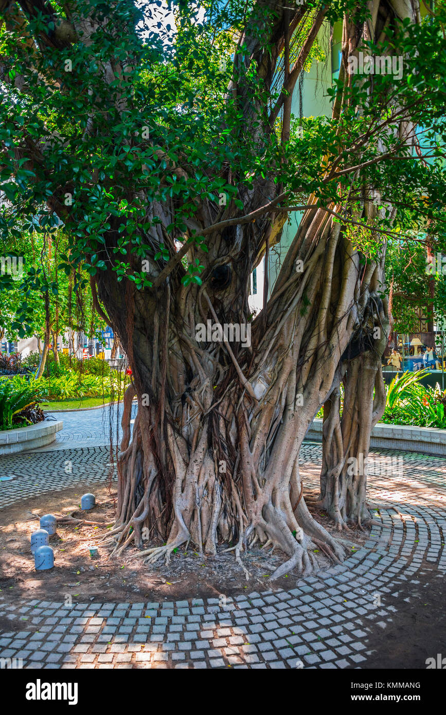 Alte Banyan Tree, unter Pacht Konservierung, Pacific Place, Hongkong Stockfoto