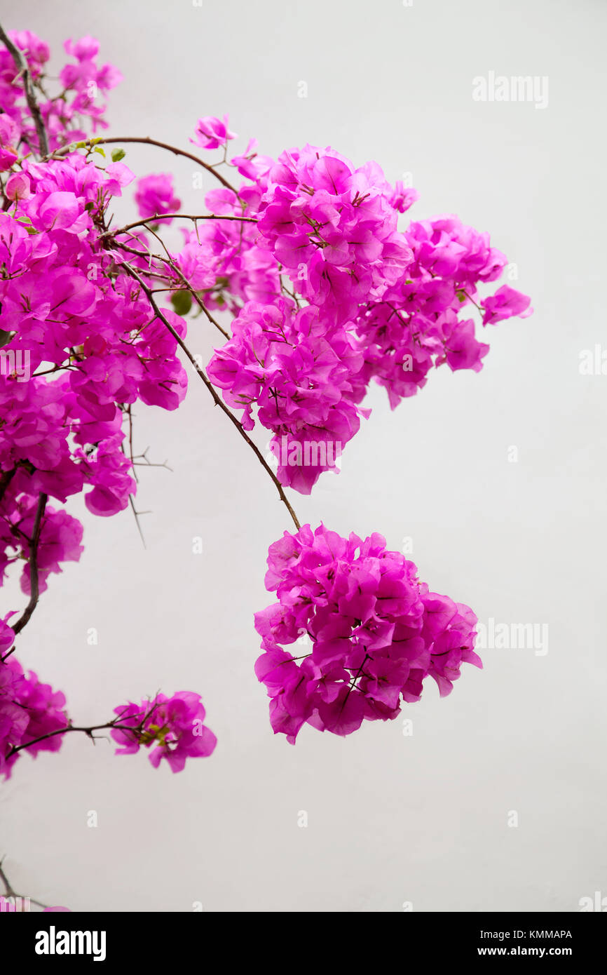 Reben und bougainvillea Fotos und Bildmaterial in hoher Auflösung Alamy