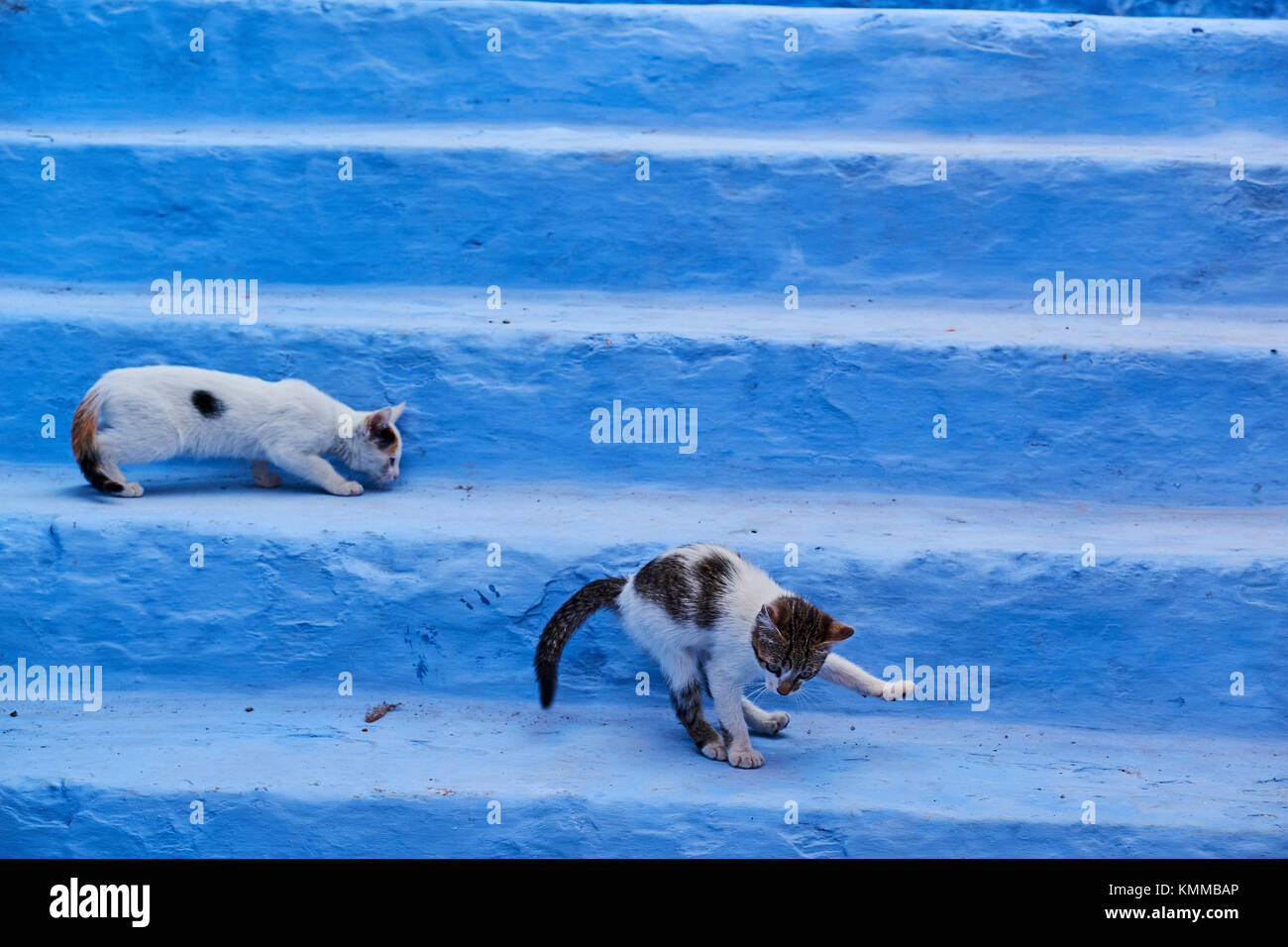 Marokko, Rif, Chefchaouen (Chaouen) Stadt, die blaue Stadt, Straße cat Stockfoto