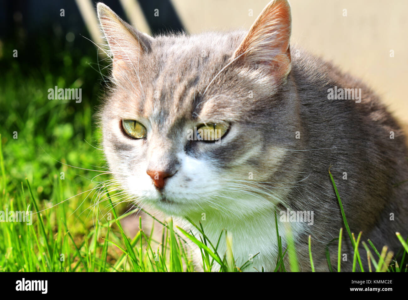 Grau und Weiß tabby erwachsene Katze Stockfoto
