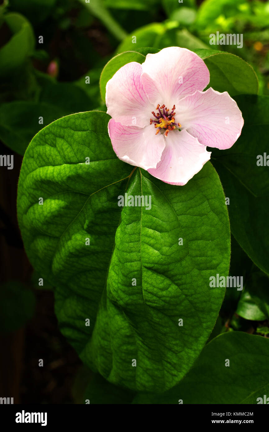 Isolierte Quitte Blume und Blatt Stockfoto