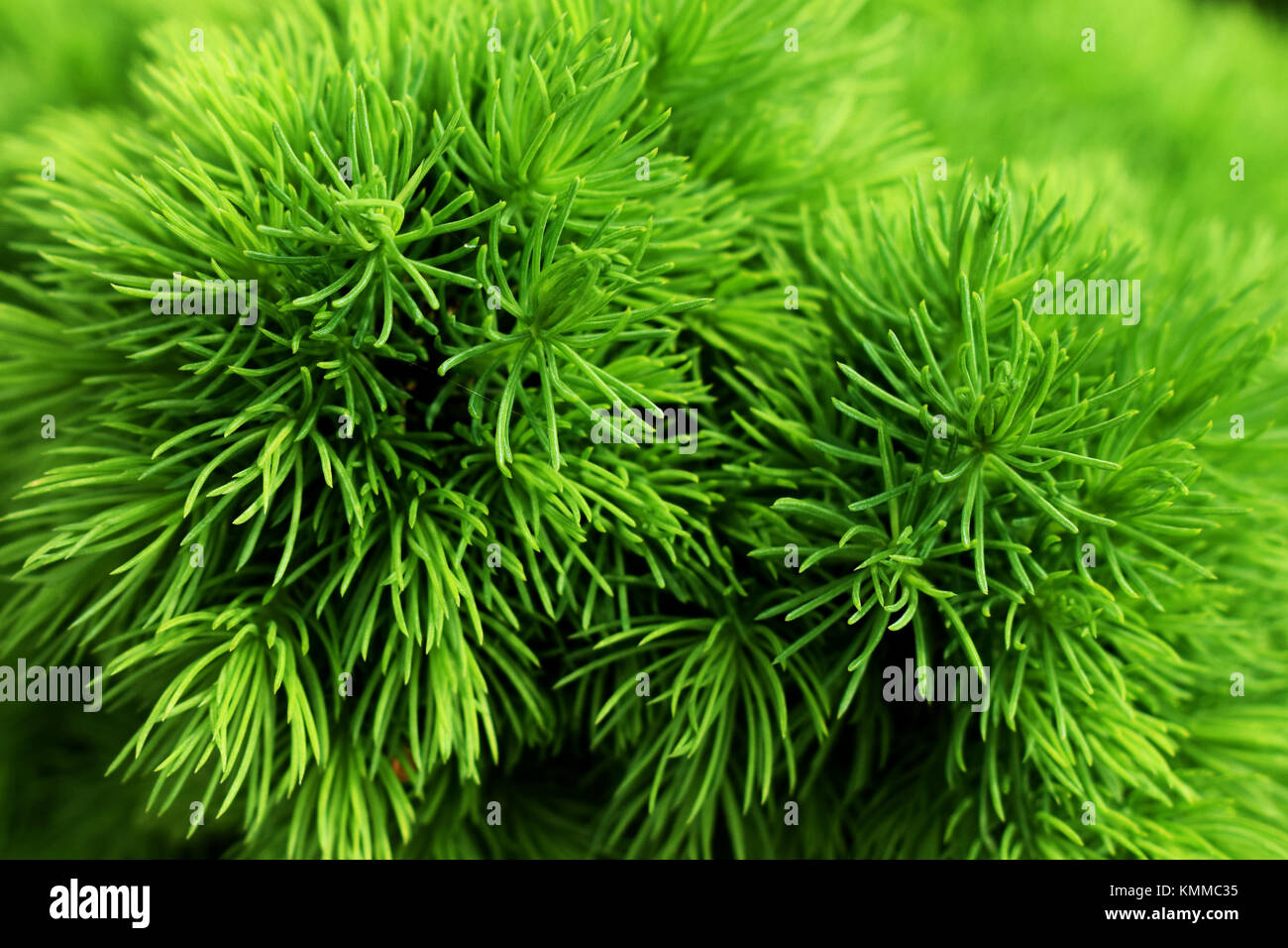 Nahaufnahme von Pine Cone treibt Stockfoto