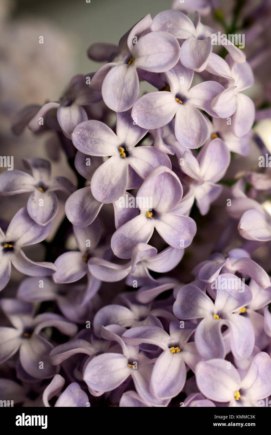 Nahaufnahme von lila Blumen Stockfoto