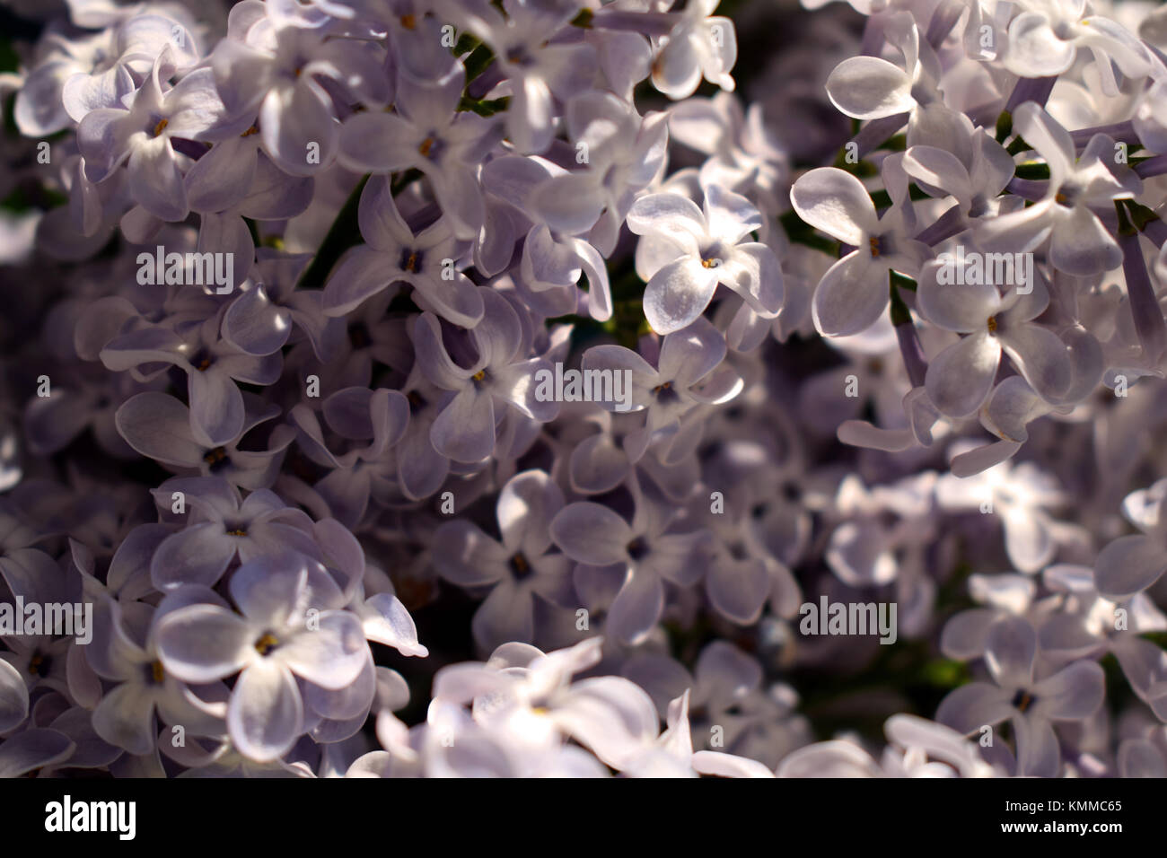 Nahaufnahme von lila Blumen Stockfoto