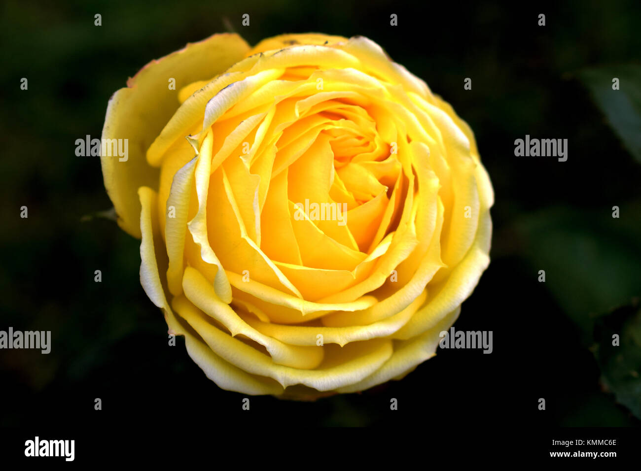 Gelbe Rose Nahaufnahme, isoliert. Stockfoto