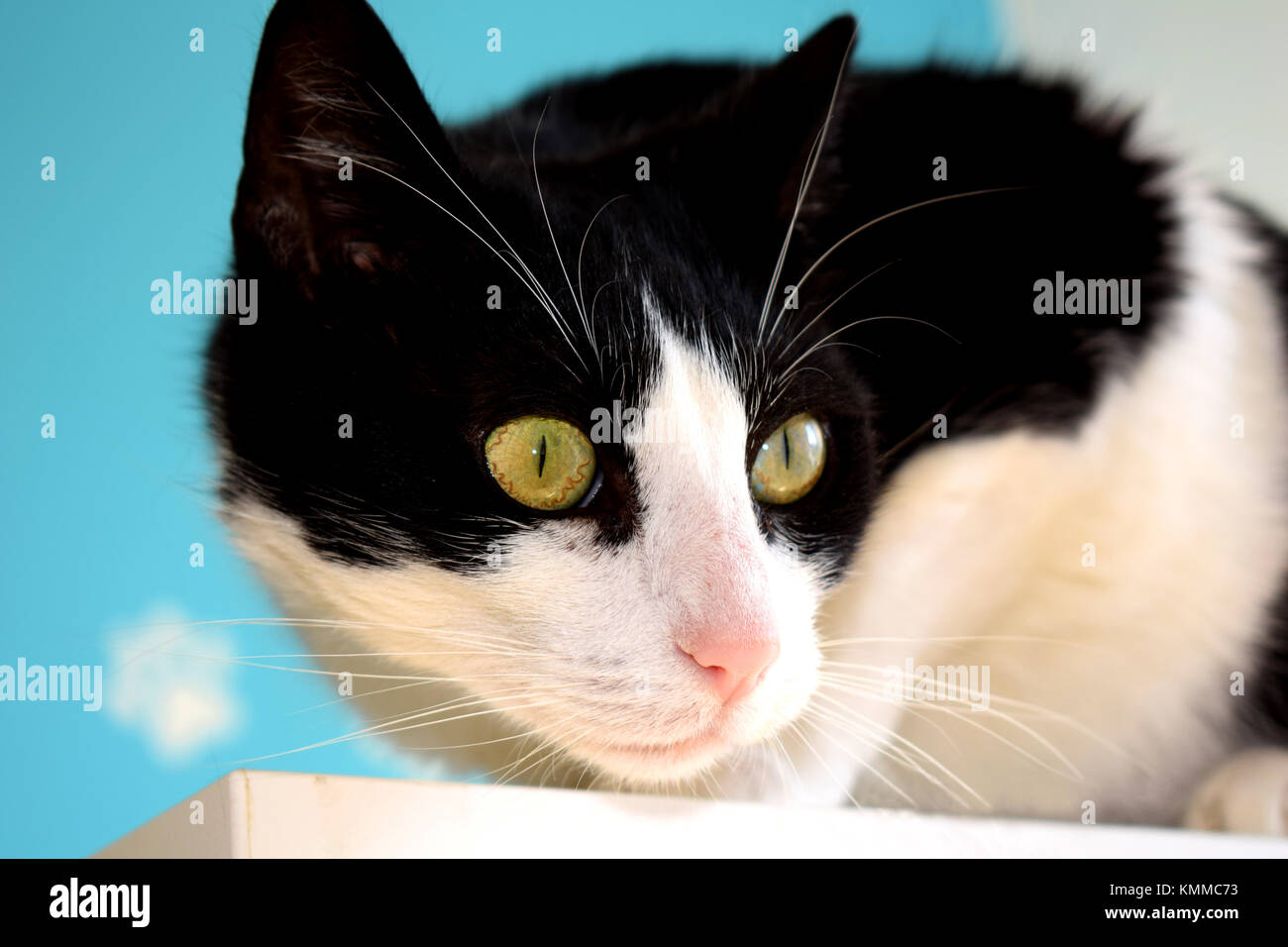 Schwarze und weiße Katze in natürlichen Fenster Licht auf Türkisfarbenem Hintergrund Stockfoto