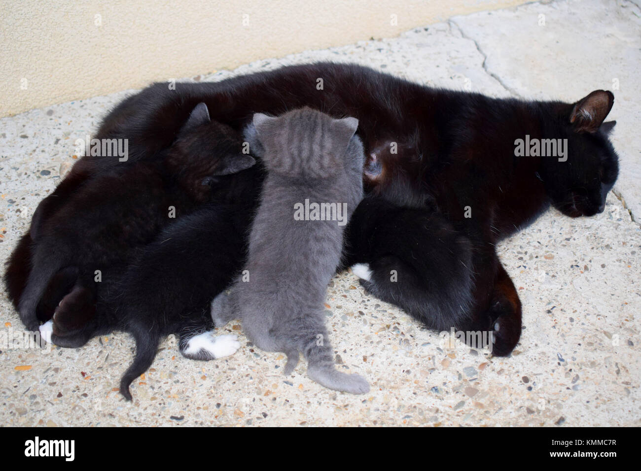 Schwarze mama Katze pflege Ihre 4 Kitten im Freien Stockfoto