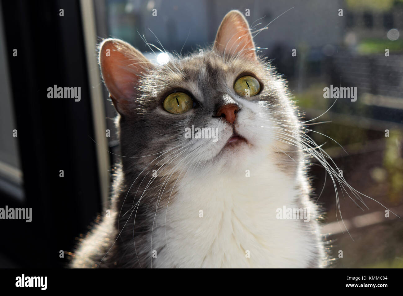 Grau und Weiß tabby erwachsene Katze Stockfoto