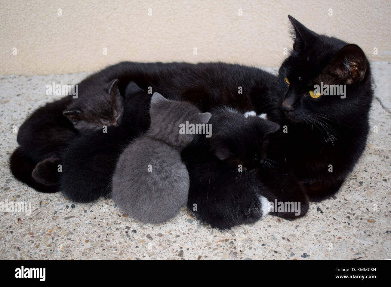 Schwarze mama Katze pflege Ihre 4 Kitten im Freien Stockfoto
