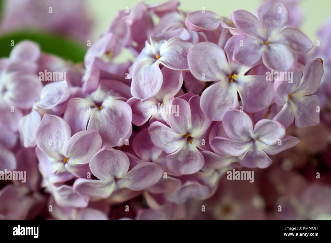 Nahaufnahme von lila Blumen Stockfoto