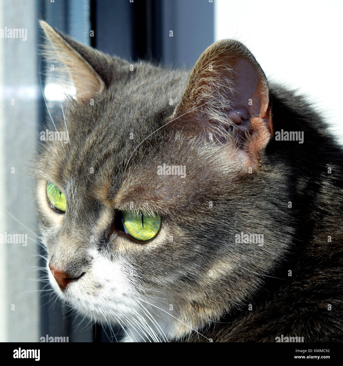 Grau und Weiß tabby erwachsene Katze Stockfoto