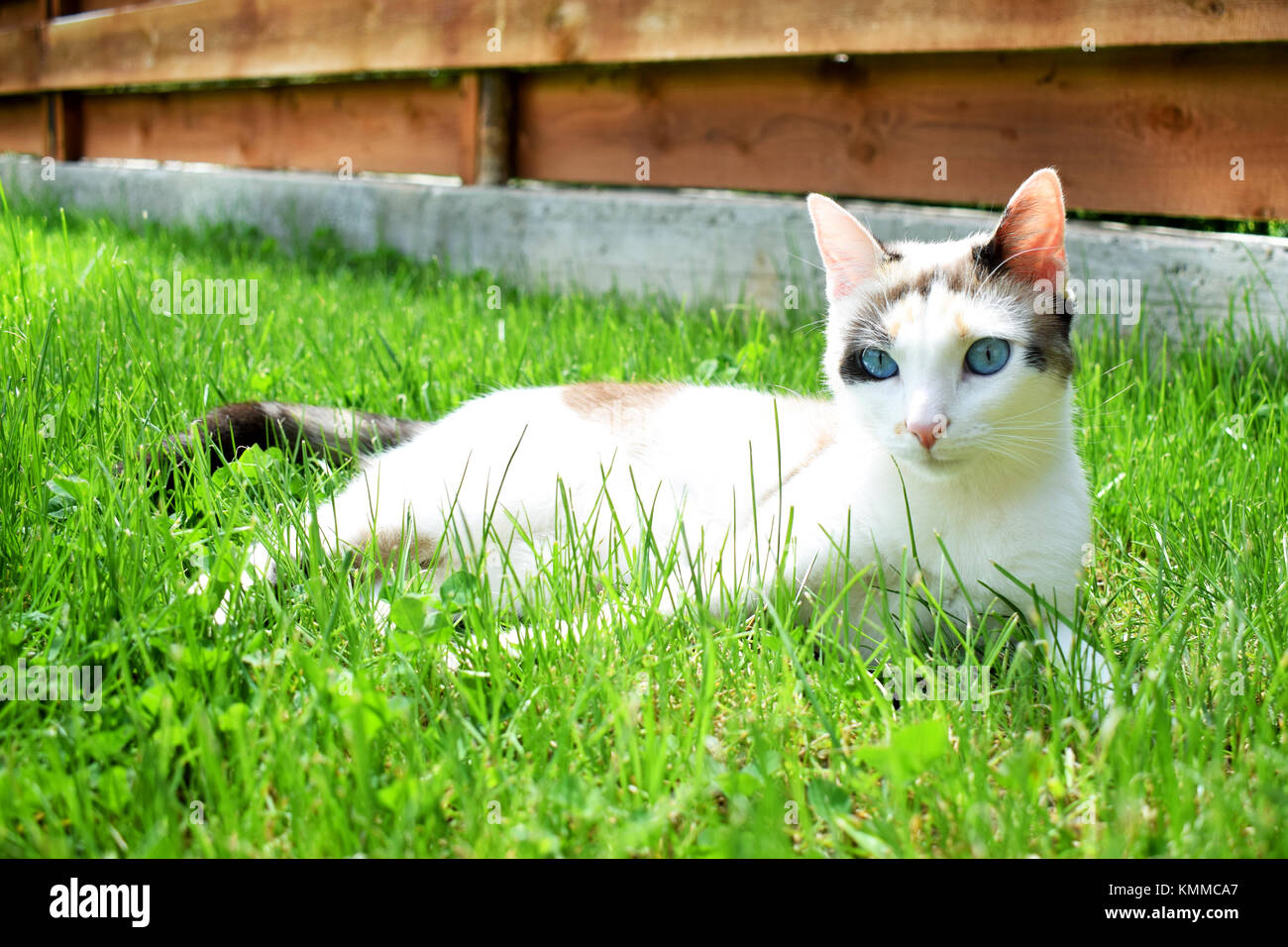 Blaue Augen Calico erwachsene Katze Festlegung auf grünem Gras und aufwärmen in der Sonne Stockfoto