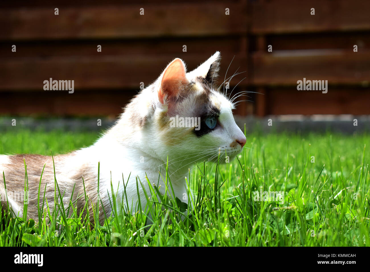 Blaue Augen Calico erwachsene Katze Festlegung auf grünem Gras und aufwärmen in der Sonne Stockfoto