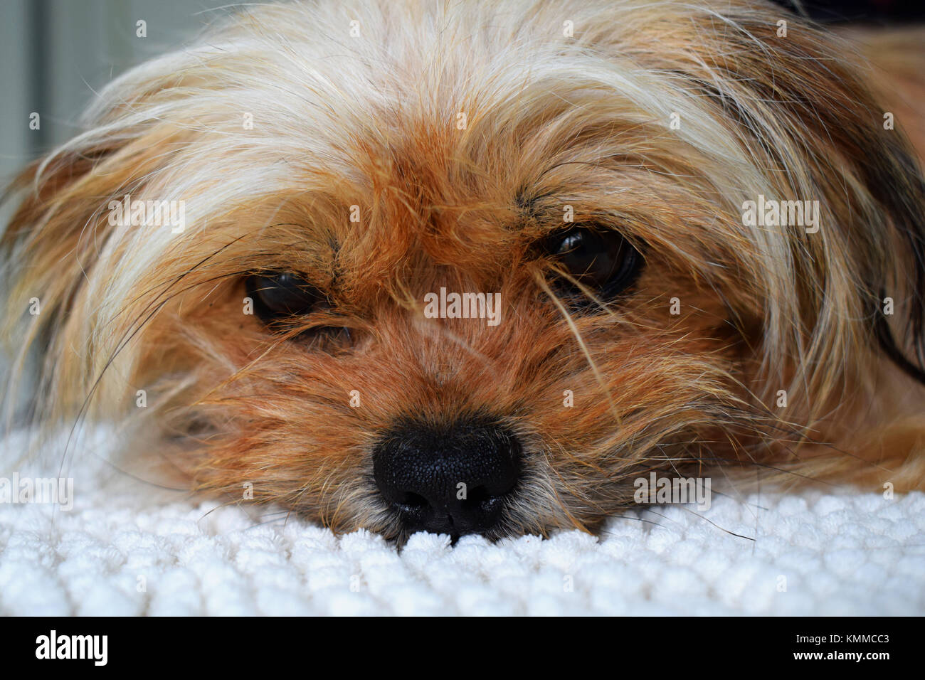 Traurig Welpen Verlegung auf einer weißen Decke. Porträt Stockfoto