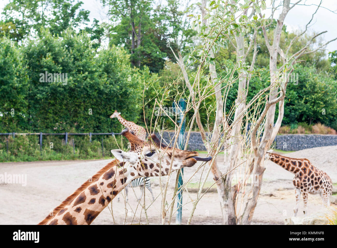 Giraffe mit langen schwarzen Zunge Fütterung, Beweidung auf die Blätter von Bäumen im Zoo von Dublin, Irland Stockfoto