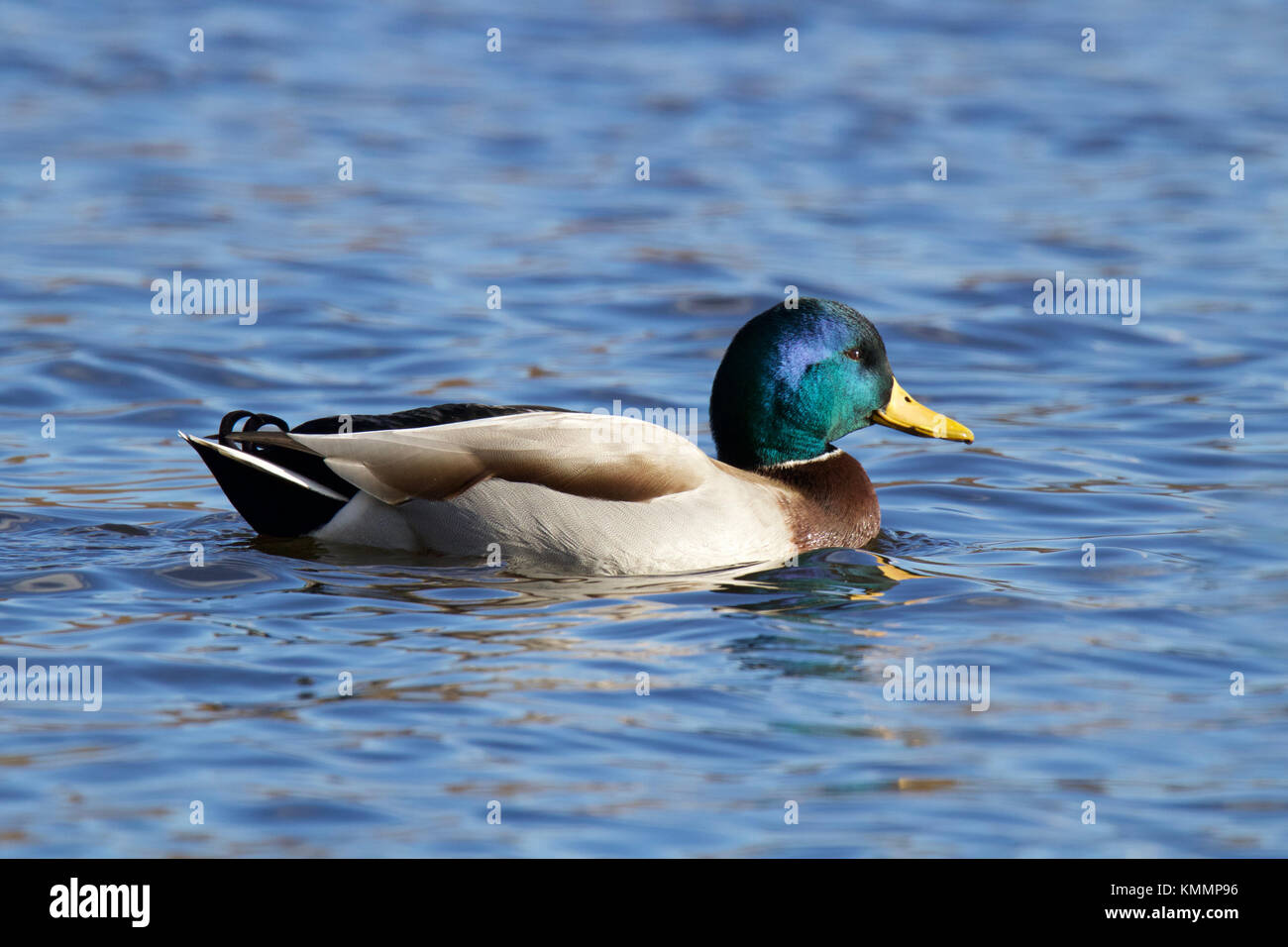 Ein drake Stockente Anas platyrhynchos Schwimmen auf einem blauen See im Winter Stockfoto