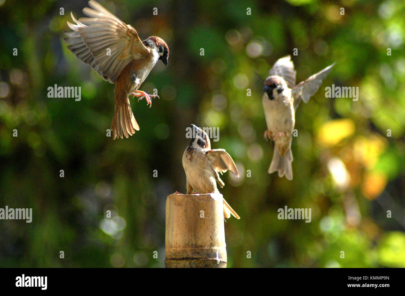 Feldsperling Vögel, die Manöver übereinander. Stockfoto