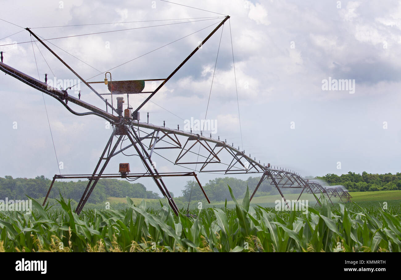 Landwirtschaftliche Bewässerung Bewässerung ein Maisfeld Stockfoto