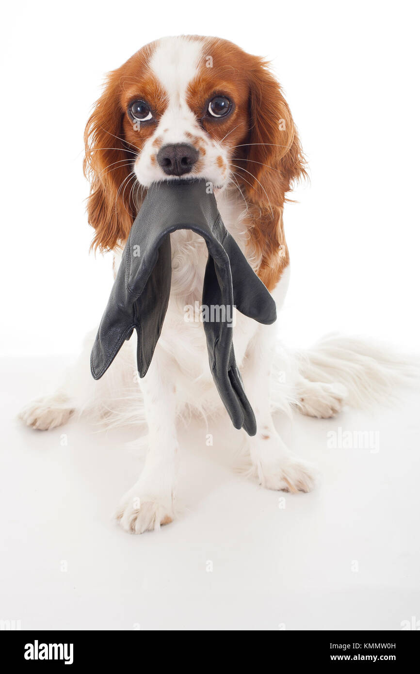 Schuldig Hund Gesicht. Cavalier King Charles Spaniel hunde Foto. Beautiful Cavalier puppy dog auf isolierten weißen studio Hintergrund. Ausgebildete Tier Fotos für jedes Konzept. Stockfoto